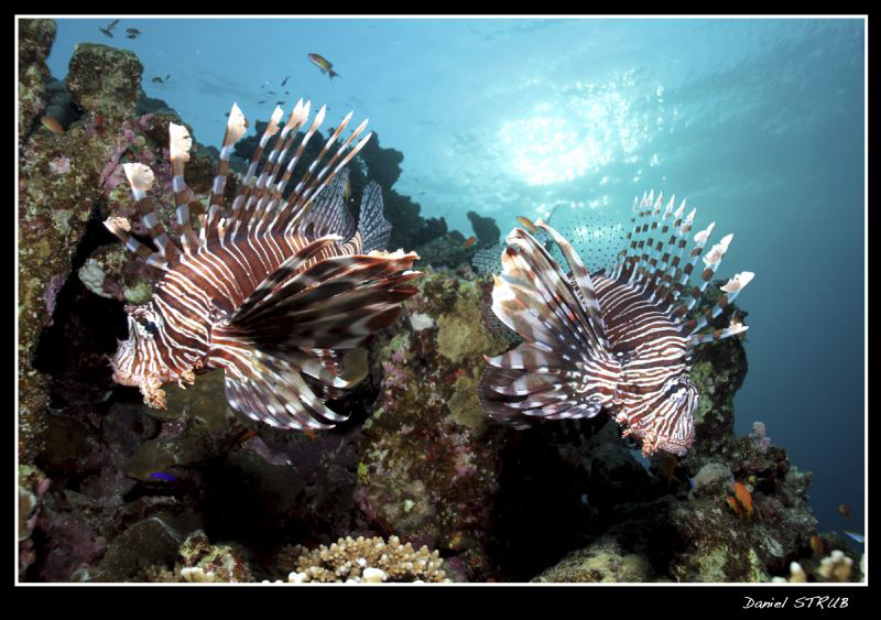 Pterois volitans ... :-D by Daniel Strub 