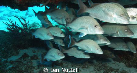 not sure what they are but lots of them in  one place...F... by Len Nuttall 