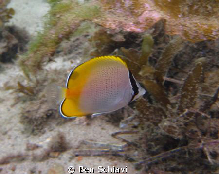 Butterfly fish in Forster, NSW by Ben Schiavi 