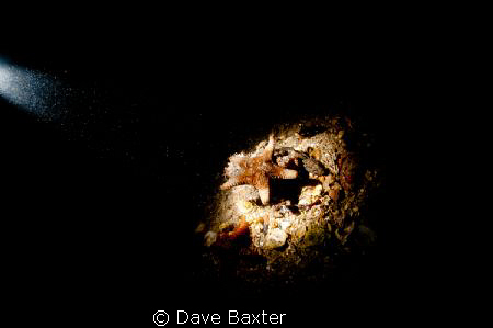 snoot work on a local starfish by Dave Baxter 