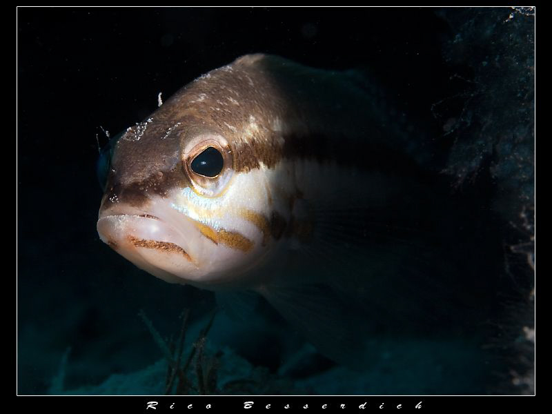 Don't come closer or I kill ya ;-) by Rico Besserdich 