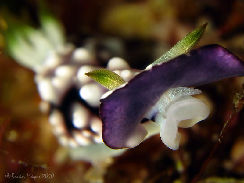 Mantle flapping nudibranch (Chromdoris geometrica) at GPS... by Brian Mayes 