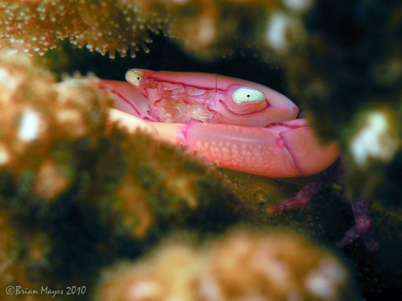 Pretty in Pink!..Coral Crab (Trapezia sp.) at Batu Bolong... by Brian Mayes 