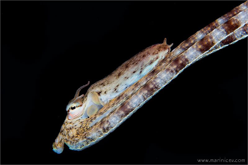 Mimic octopus by Aleksandr Marinicev 