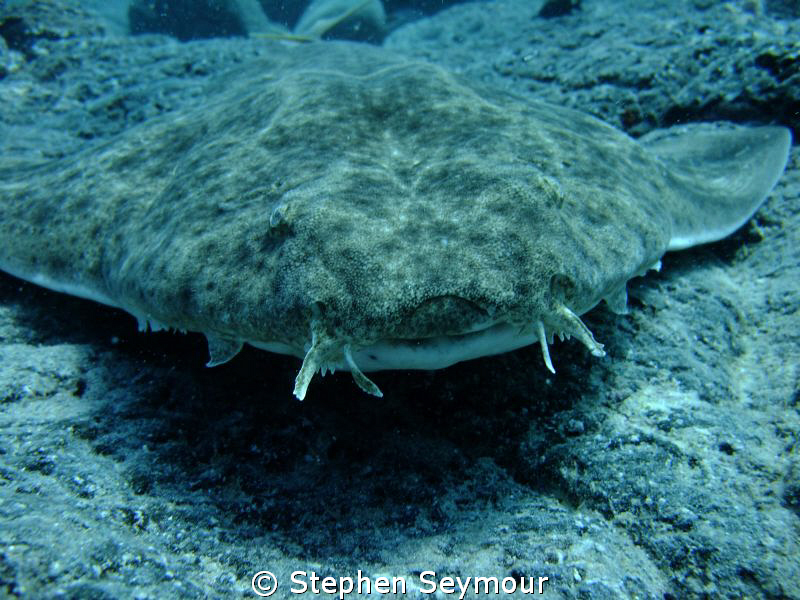 Angelshark by Stephen Seymour 