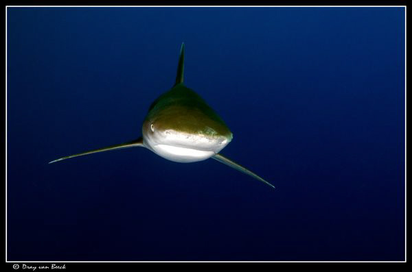 Oceanic season has started... by Dray Van Beeck 