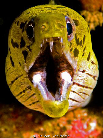 Do you smell my breath?? :-) by Els Van Den Borre 