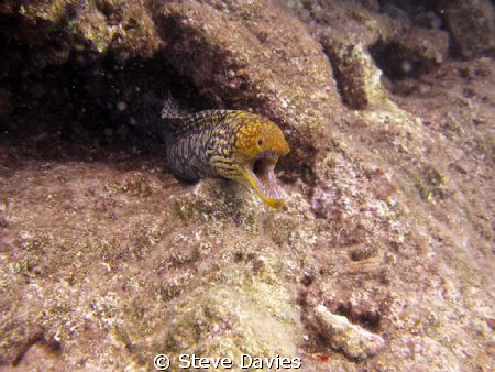 Colourful, and toothy, eel, MArmaris BAy, Oct 2010 by Steve Davies 