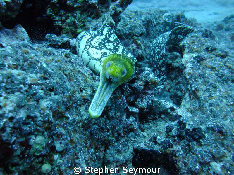 Tiger eel by Stephen Seymour 