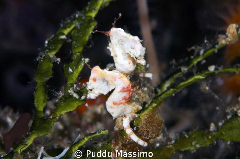wakatobi,nikon d2x 60mm macro by Puddu Massimo 