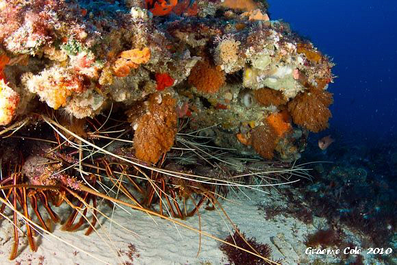 Some of our Western Rock Lobster waiting for the season t... by Graeme Cole 