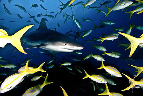 Spreading the tail - This Reef Shark spreads out the yell... by Steven Anderson 