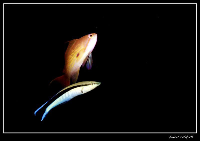 Anthias and cleaning blennie :-D The cleaner was at a sta... by Daniel Strub 