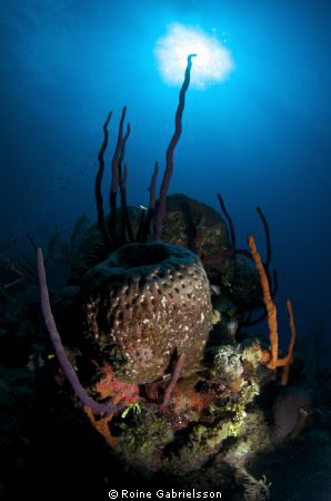 Coral Formation. by Roine Gabrielsson 