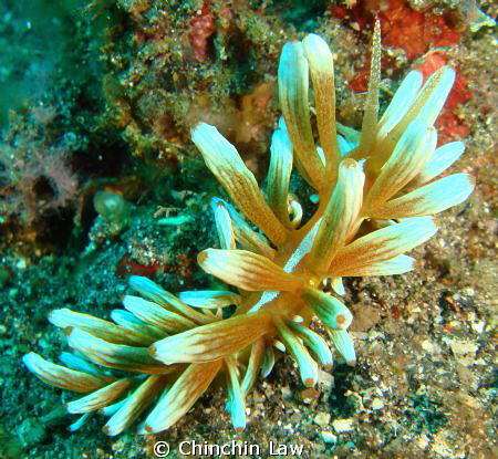kabira phyllodesmium, Lembeh by Chinchin Law 