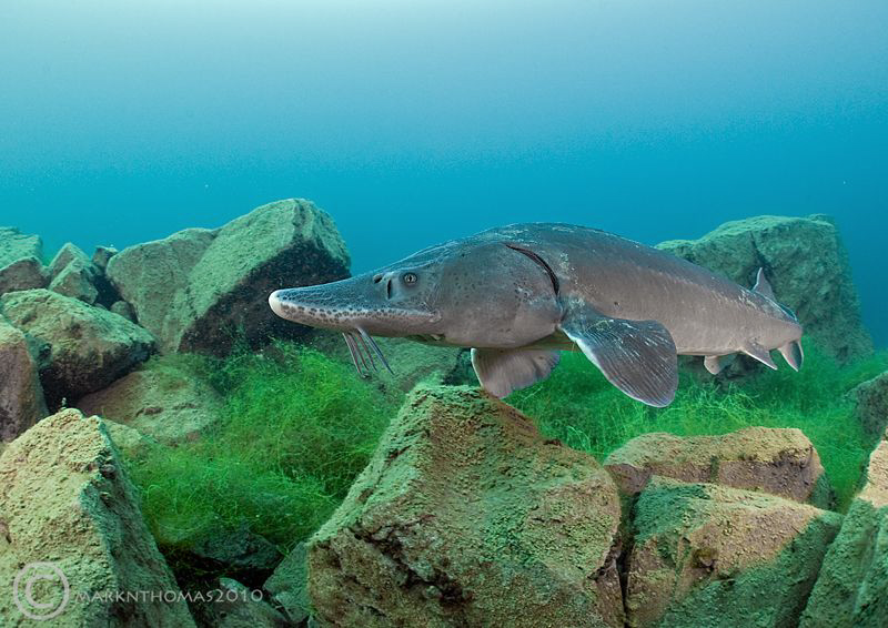 Sturgeon.
D3 15mm. by Mark Thomas 