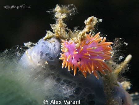 Flabellina affinis by Alex Varani 