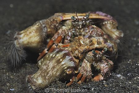 found in Lembeh by Thomas Lueken 