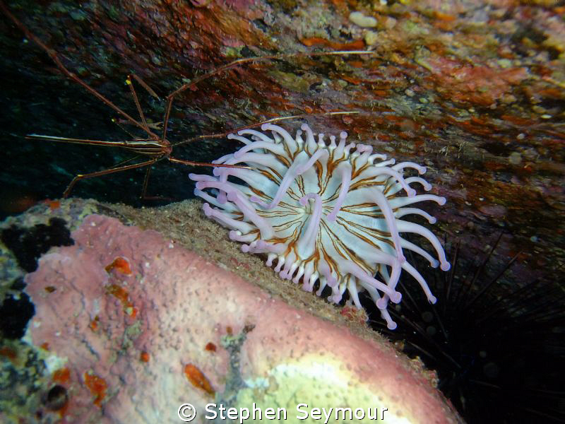 Anemone by Stephen Seymour 