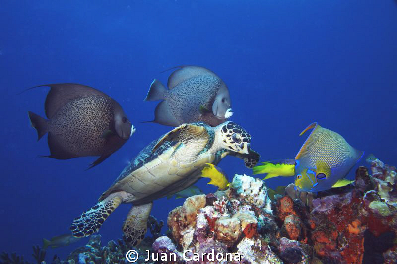 3 angels & sea turtle by Juan Cardona 