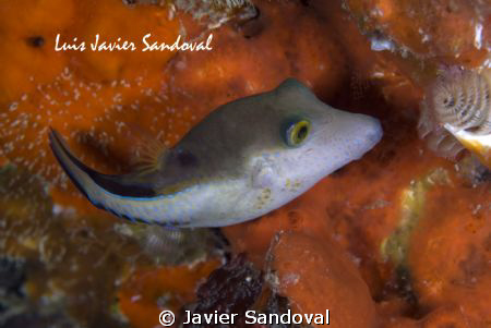 Puffer !!!! by Javier Sandoval 