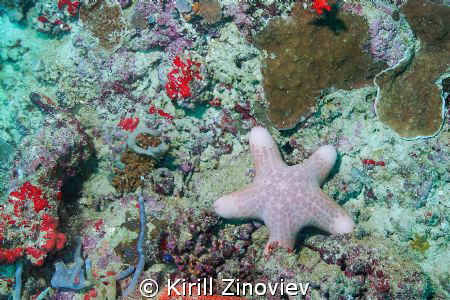 Super Star :) by Kirill Zinoviev 