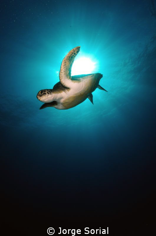 Just have to wait until the Green turtle swims in front o... by Jorge Sorial 
