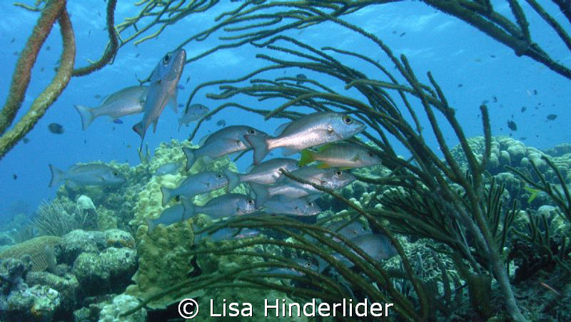 Snapper Garden by Lisa Hinderlider 