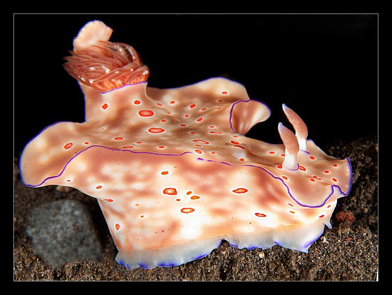 Ceratosoma Trilobatum by Charles Wright 