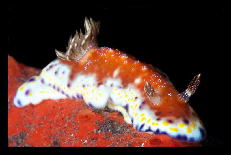 Chromodoris Collingwoodi by Charles Wright 