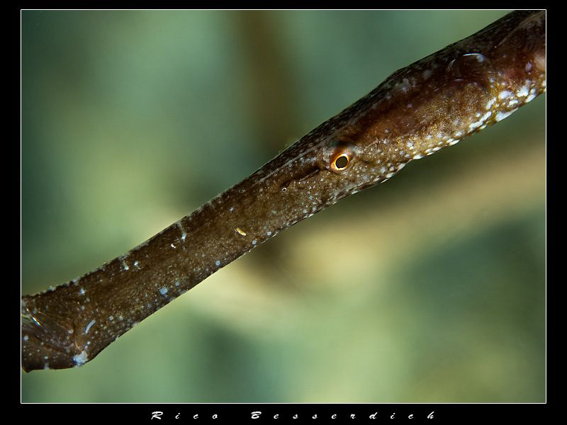 Pipefish head by Rico Besserdich 
