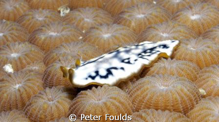 Flat worm by Peter Foulds 