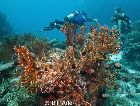 Coral Sea.  Canon G-10, Ikelite housing, strobes and dome. by Bill Arle 