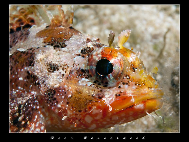 Rockfish potrait by Rico Besserdich 