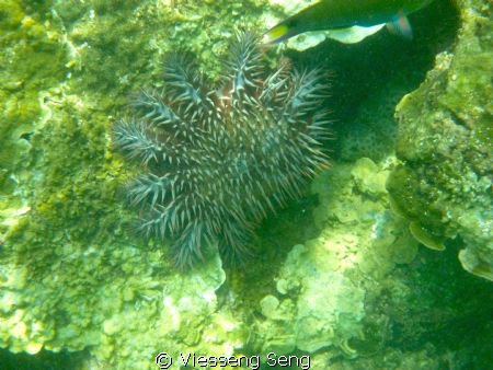Meet this creature in Gem Island, Terengganu, Malaysia. W... by Viesseng Seng 