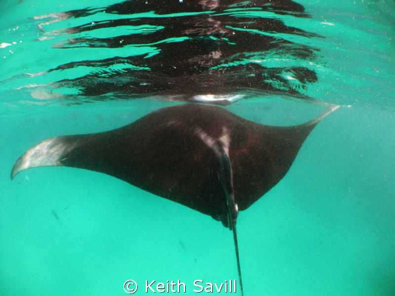 Manta Reflections by Keith Savill 