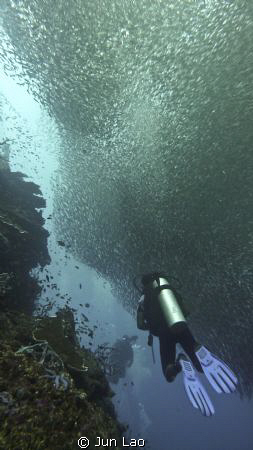 Pescador Moalboal...No Bait Balls, perpetually moving str... by Jun Lao 