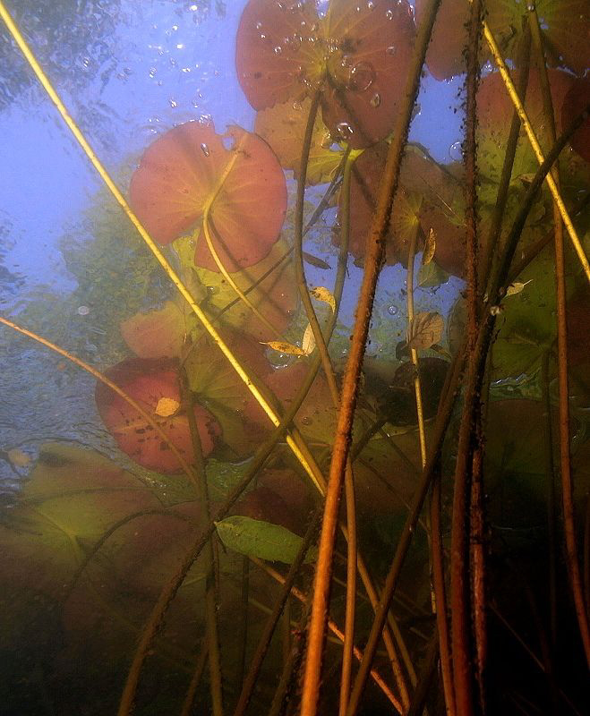 ..waterlilies by Veronika Matějková 