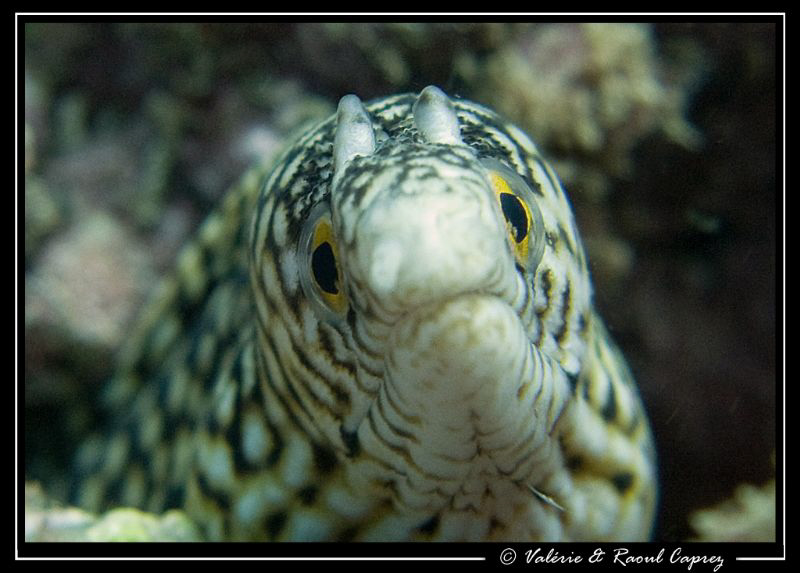 A very curious one (Murenae melanotis). On this picture i... by Raoul Caprez 