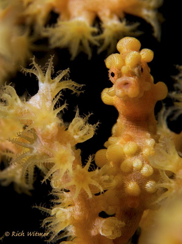 Golden Pygmy (hippocampus bargibanti).  D300/Inon Strobes... by Richard Witmer 