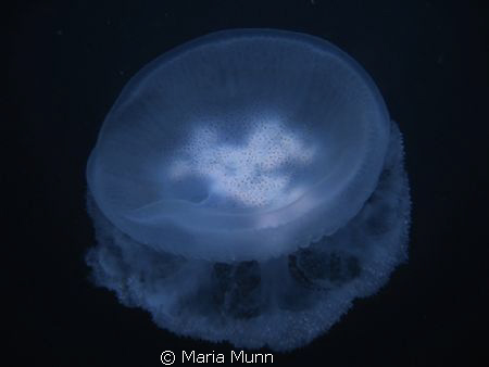I found this jellyfish whilst finishing a local house ree... by Maria Munn 