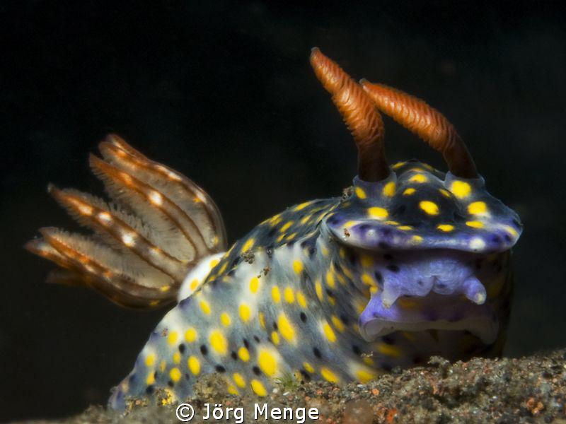 Hypselodoris by Jörg Menge 