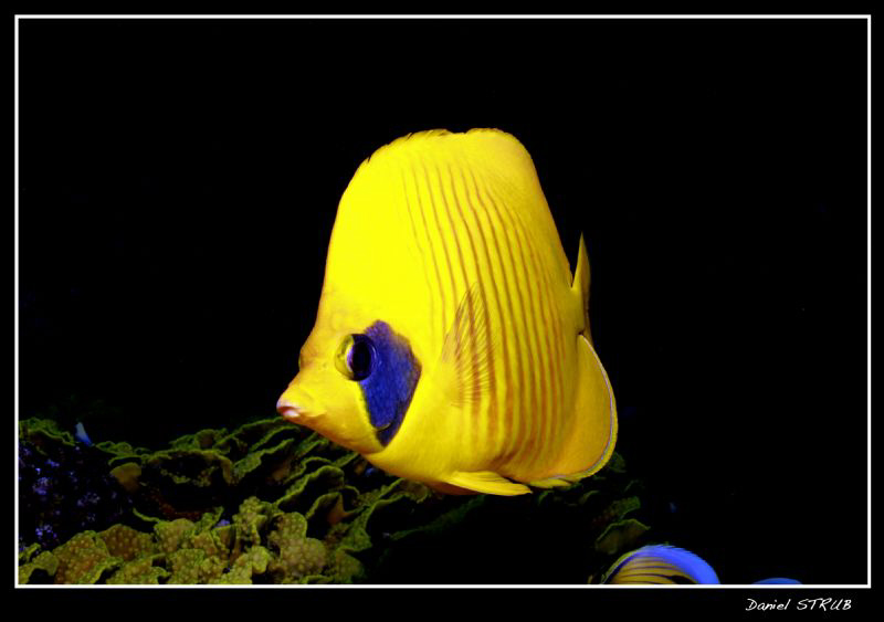 Butterflyfish in El Quseir :-D by Daniel Strub 