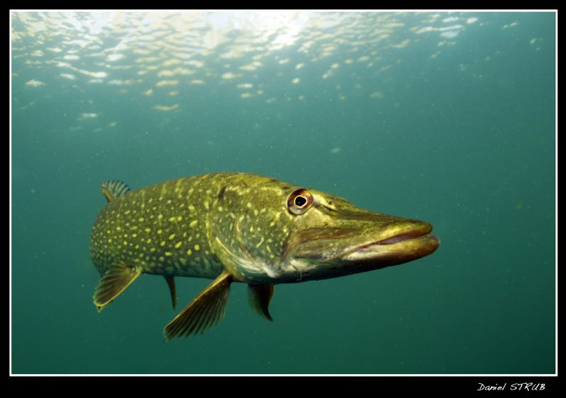 King pike in a small pond close to Mitsch's home :-D by Daniel Strub 