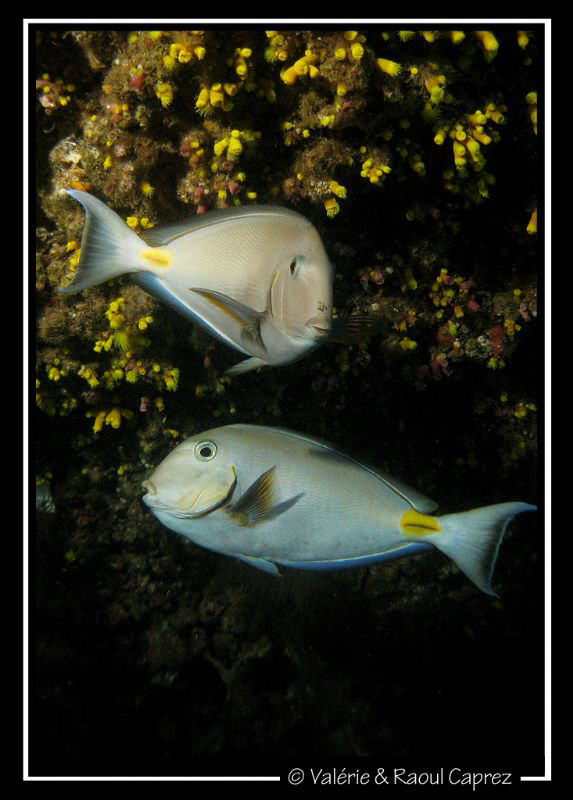 Acanthurus monroviae by Raoul Caprez 