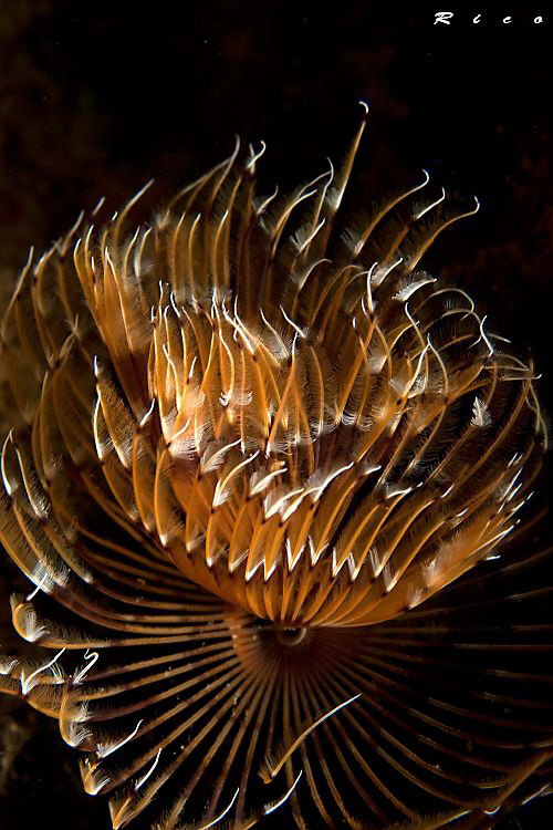 Peacock Feather-Worm closeup by Rico Besserdich 