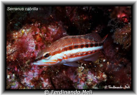 Serranus Cabrilla. by Ferdinando Meli 