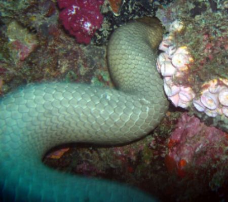 This is about as close as I wanted to get to this sea sna... by Barry Kirchner 