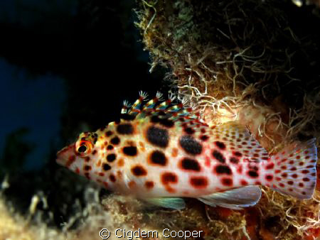 taken with Canon G10&Epoque ES-350DS by Cigdem Cooper 