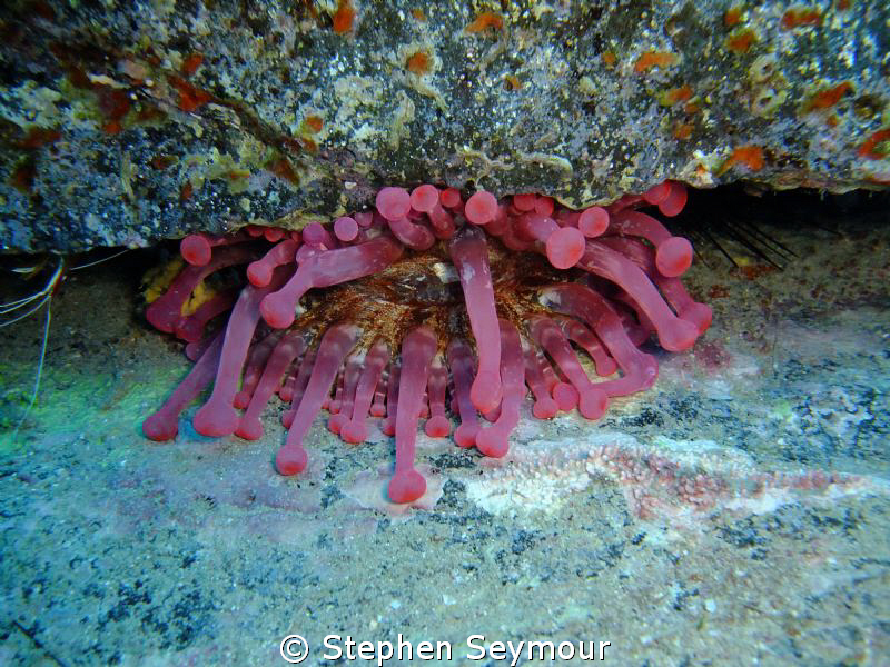 Anemone by Stephen Seymour 